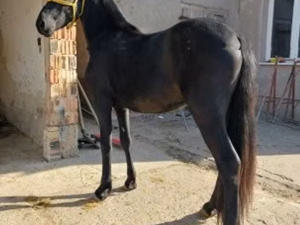 Faras, Friesian