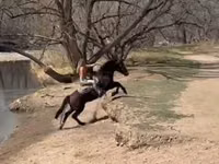 حصان, Mustang — الصورة 8