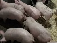 Pigs (batch, sex not specified) — photo 4
