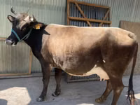Cow, Holstein breed — photo 6