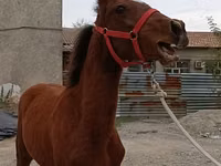 घोड़ा, Budyonny horse — फ़ोटो 3