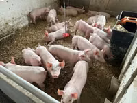 Pigs (batch, sex not specified), Pigs — photo 5