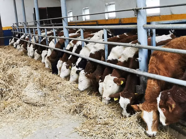 Rinder (Partie, Geschlecht nicht angegeben), Simmental cattle