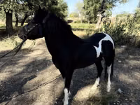 Pferde (Partie, Geschlecht nicht angegeben), American shetland pony — Foto 1