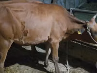 Cow, Cattle — photo 3