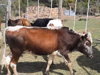 गाय, Nguni cattle — फ़ोटो 4