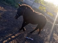 Caballo, Caballos — foto 5