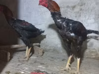 Australian Pit Game fowl — sawirka 5