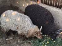 Sheep, Racka sheep — photo 1