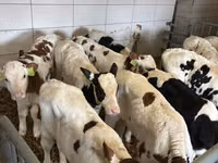 Ng'ombe dume, Simmental cattle — picha 4