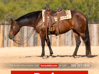 Mare, Quarter Horse — photo 1