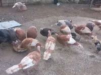 Turkeys — photo 7