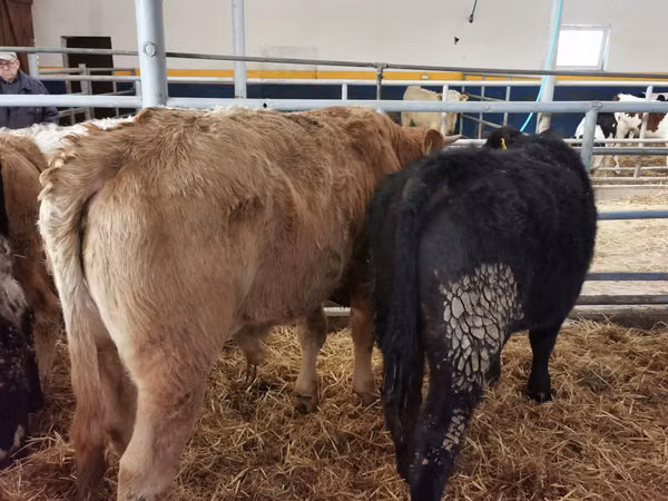 Dibi, Simmental cattle
