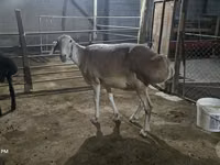 Oveja, Afghan Arabi sheep — foto 2