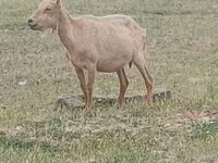 Cabro, Alpine goat — foto 2
