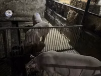 公猪, Pigs — 照片 1