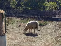 Kondoo jike, Merino sheep — picha 1