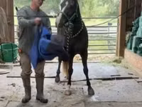 घोड़ा, Rocky Mountain Horse — फ़ोटो 4