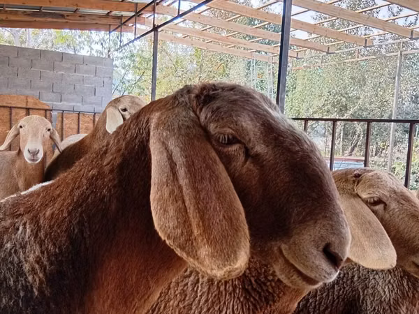 نعجة, Arashan sheep
