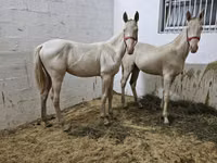 Horse (M), Akhal-Teke — photo 3