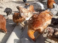 Chickens — 照片 1