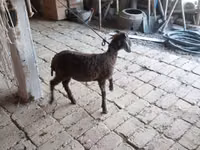 Carnero, Arabi sheep — foto 3