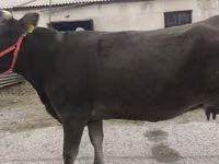Cow, Alatau breed — photo 2