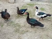 Ducks — الصورة 8