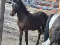 Farasi dume, Welsh Cob — picha 2