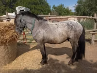 घोड़ा, Appaloosa — फ़ोटो 3