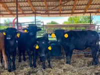 Vaca, Búfalo Africano — foto 2