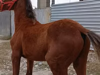 घोड़ा, Budyonny horse — फ़ोटो 4