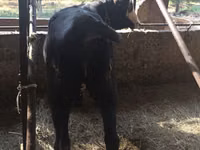 Vaca, Vaca kazaja de cabeza blanca — foto 2