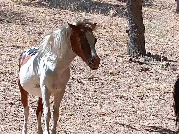 فرس, Shetland Pony