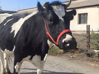 Cow, Russian Black pied cattle — photo 1