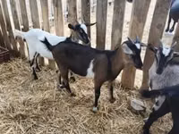 बकरा, बकरियाँ — फ़ोटो 4