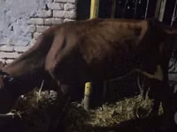 牛只（批次，未指定性别）, Cattle — 照片 1