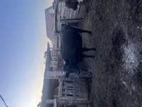 Dibi, Latvian Blue cattle — sawirka 1