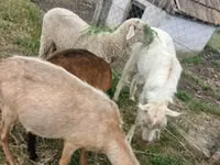 मेढ़ा, Merino sheep — फ़ोटो 1