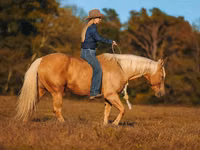 Horse (M), Quarter Horse — photo 3
