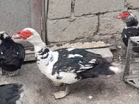 Ducks — 照片 6