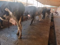 Cow, Alatau breed — photo 4