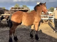 Horse (M), Horses — photo 1