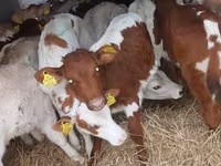 Bovinos (lote, sexo no especificado), Simmental cattle — foto 1
