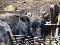 母牛, Cattle — 照片 1