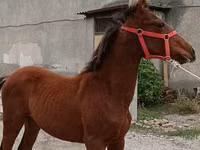 घोड़ा, Budyonny horse — फ़ोटो 1