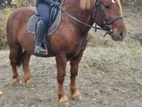 Horse (M), Horses — photo 1