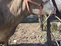 Cow, Alatau breed — photo 7