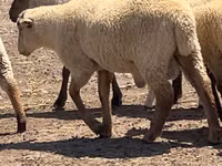 Ram, Hampshire sheep — photo 2