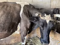 Cow, Swiss cattle — photo 4